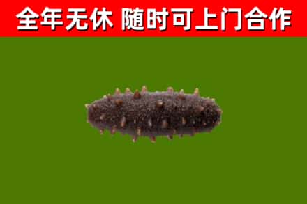 洞口烟酒回收干海参.jpg